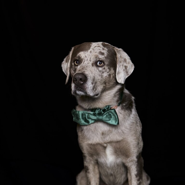 Oskar unser Therapiehund im Alpreflect