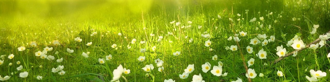 grüne Wiese und Sonnenstrahlen - Vitamin D gegen Corona