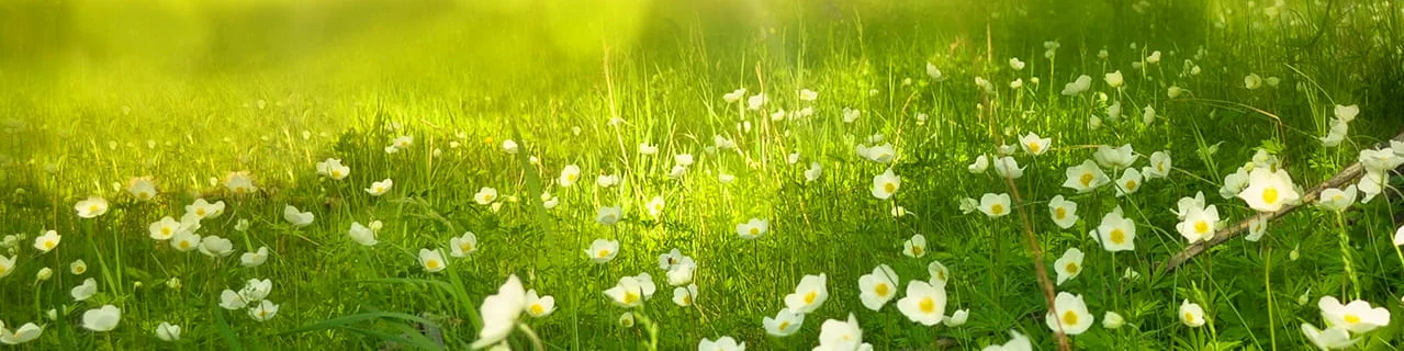 grüne Wiese und Sonnenstrahlen - Vitamin D gegen Corona