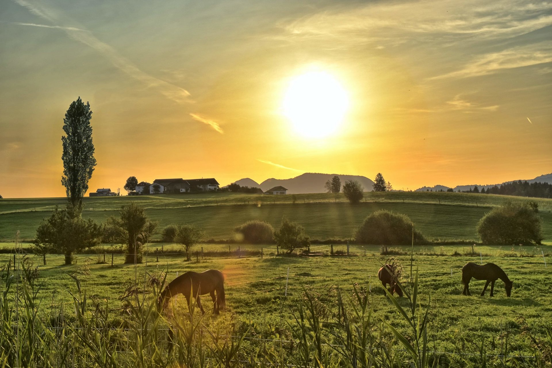 Pferde auf Weide mit Sonne im Hintergrund 